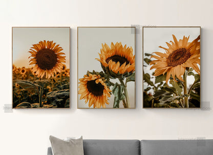 Tournesols Chaleur Naturelle