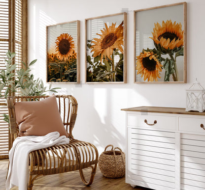 Tournesols Chaleur Naturelle